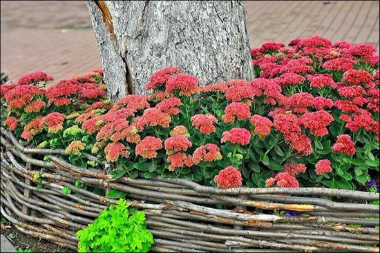 цветы для клумб