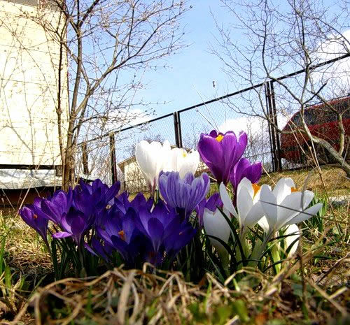 садовые цветы многолетники