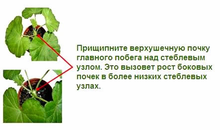 Как прищипывать огурцы в теплице