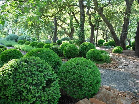 Самшит в умиротворяющем саду